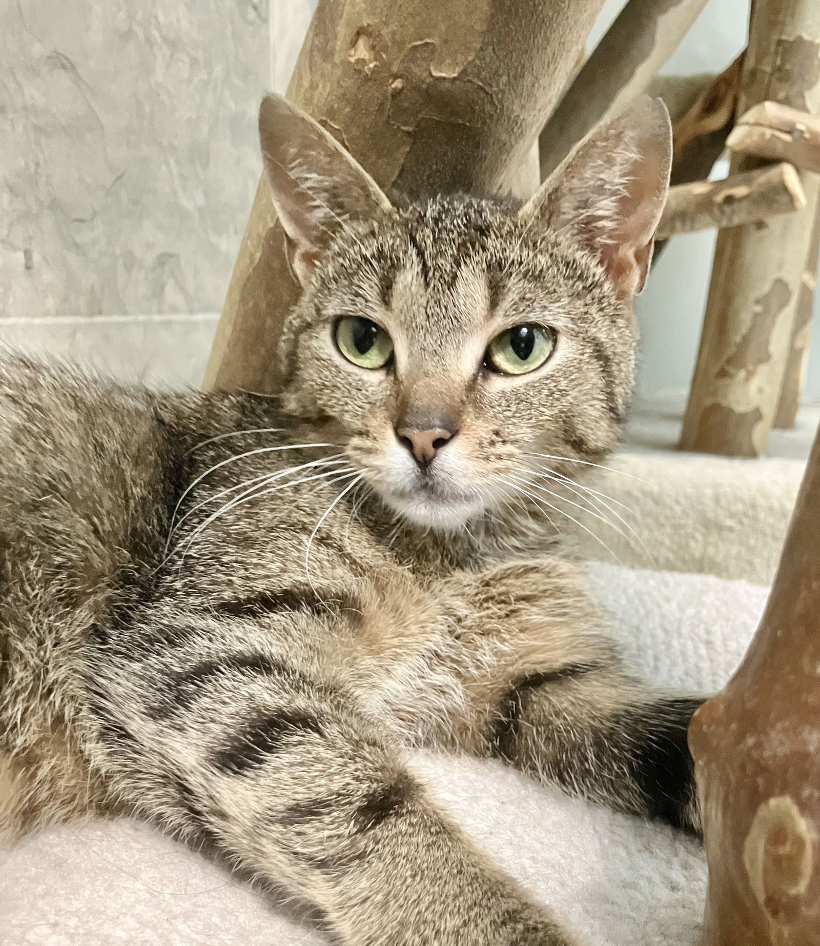 adoptable Cat in Dublin, OH named Oksana