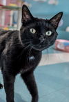 adoptable Cat in Columbus, OH named Stitch - KBC