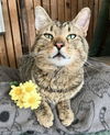 adoptable Cat in Columbus, OH named Ivern - KBC