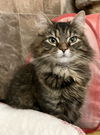 adoptable Cat in  named Eevee
