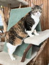adoptable Cat in  named Viktoria