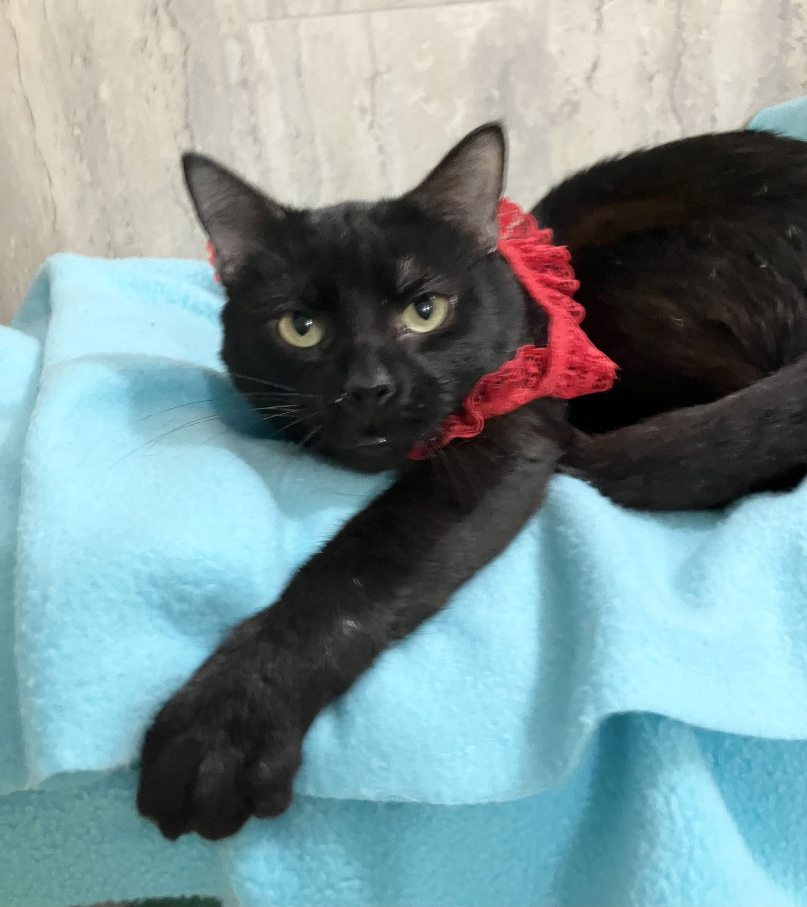adoptable Cat in Dublin, OH named Quill