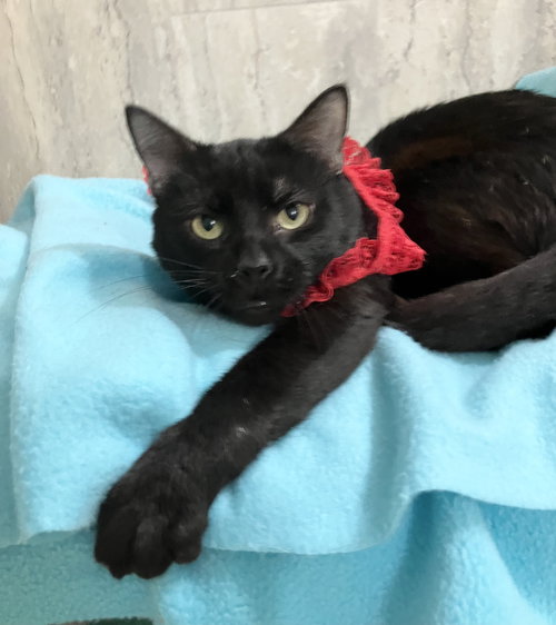 QUILL - Domestic Short Hair available for adoption