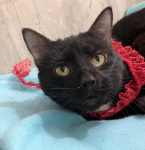 QUILL - Domestic Short Hair available for adoption