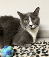 adoptable Cat in dublin, OH named Ashley