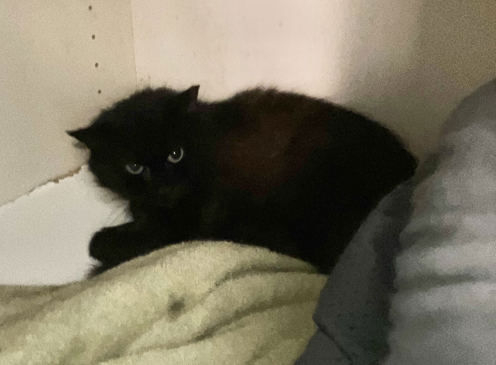 adoptable Cat in Dublin, OH named Molina