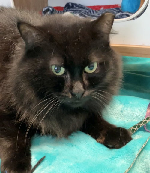 MOLINA - Domestic Long Hair available for adoption