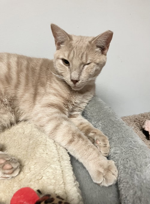 SUNNI - Tabby / Domestic Short Hair available for adoption
