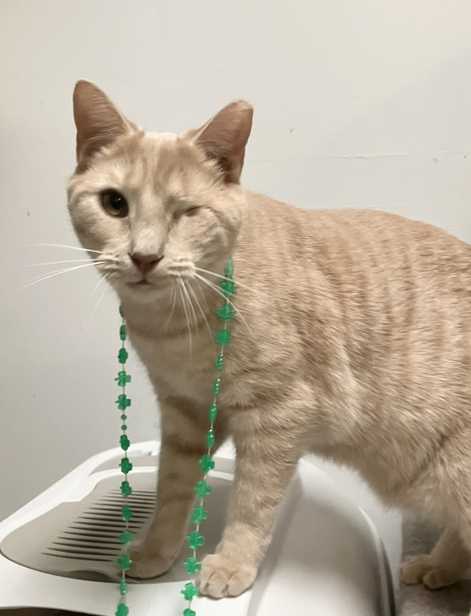 Sunni (bonded to Cher) Image
