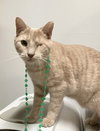 Sunni (bonded to Cher) - Photo 1