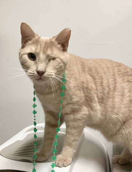 Sunni (bonded to Cher), an adoptable Tabby in Dublin, OH