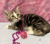 adoptable Cat in Dublin, OH named Bob