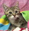 adoptable Cat in dublin, OH named Gene