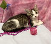 adoptable Cat in dublin, OH named Tina