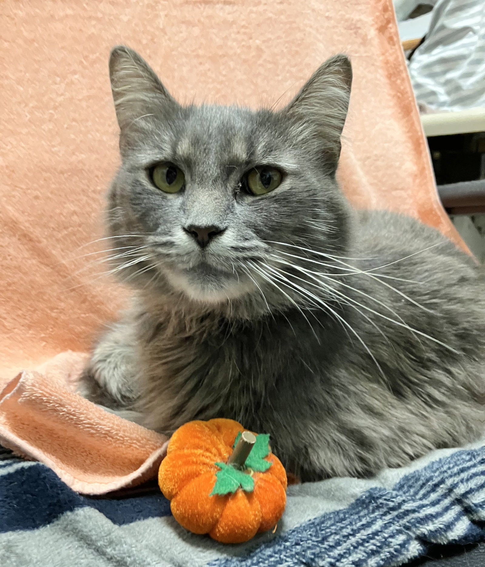 Horace, Domestic Long Hair