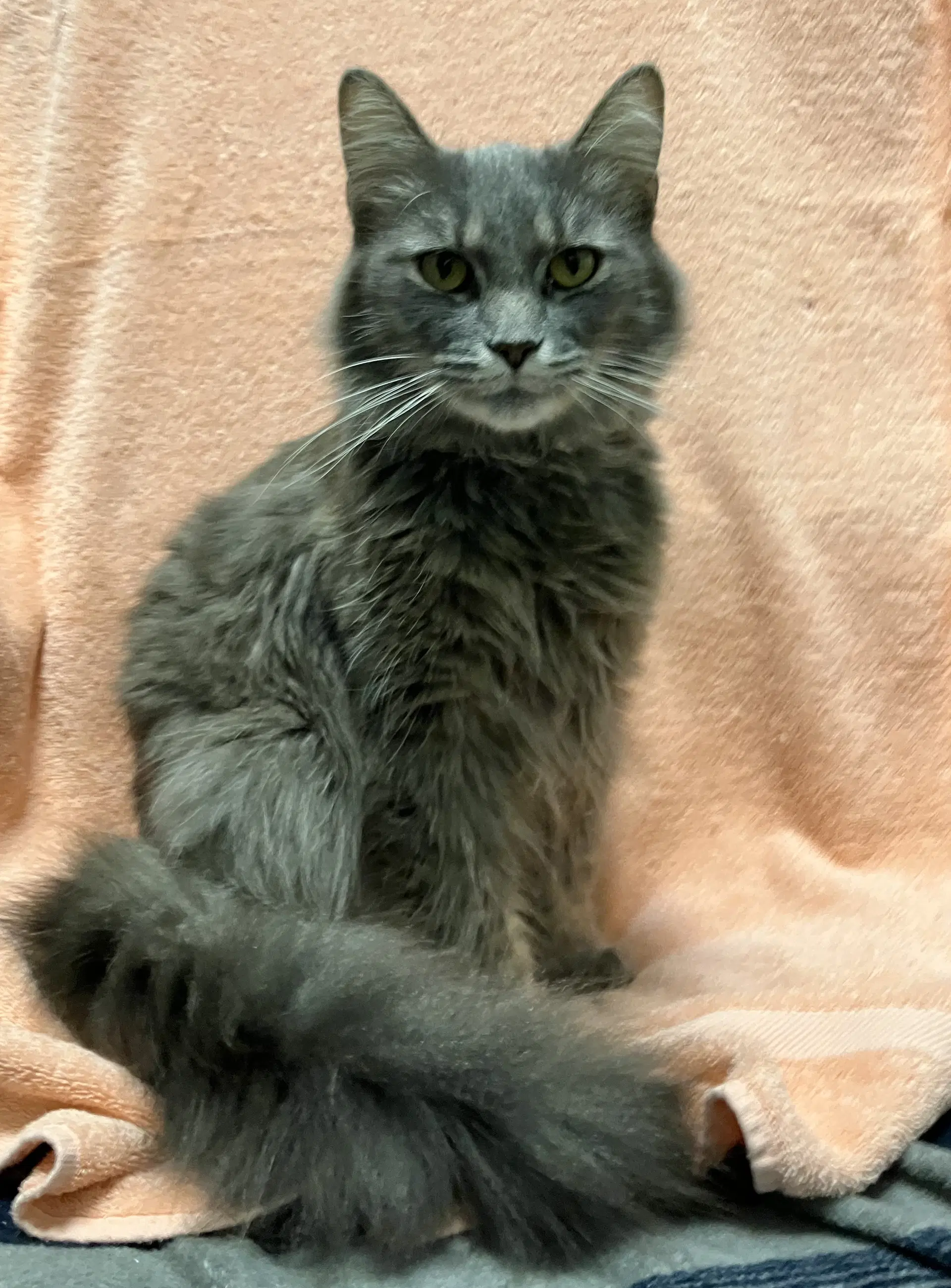 Horatio - Domestic Long Hair