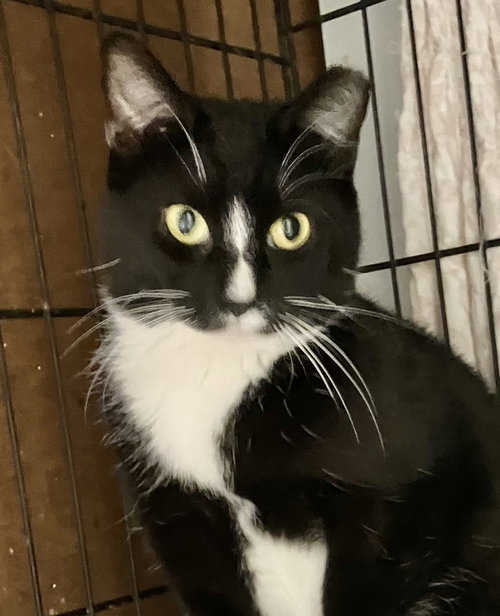 CHER - Domestic Short Hair available for adoption
