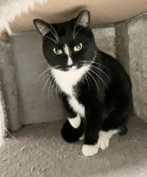 CHER - Domestic Short Hair available for adoption