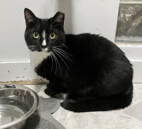 CHER (BONDED TO SUNNI) - Domestic Short Hair available for adoption