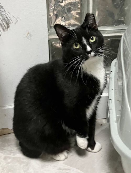 Cher (bonded to Sunni), Adult Domestic Short Hair / Mixed (short coat), cat for adoption in Lancaster, Ohio