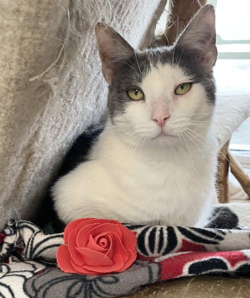 Eos, Adult Domestic Short Hair / Mixed (short coat), cat for adoption in Lancaster, Ohio