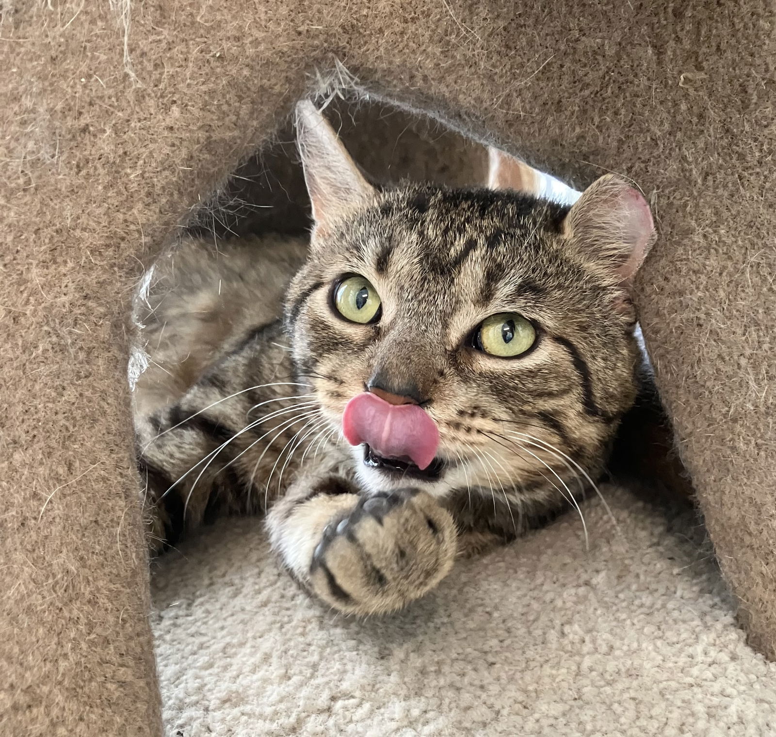 adoptable Cat in Dublin, OH named Pine