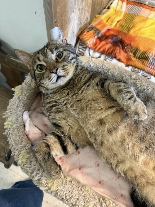 PINE - Tabby / Domestic Short Hair available for adoption