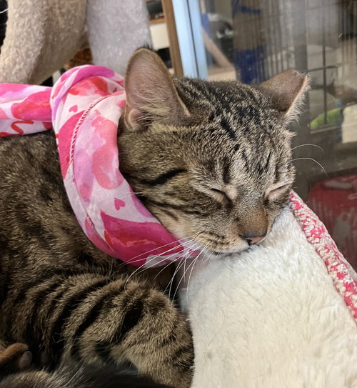PINE - Tabby / Domestic Short Hair available for adoption