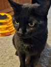 Jamo - Photo 4