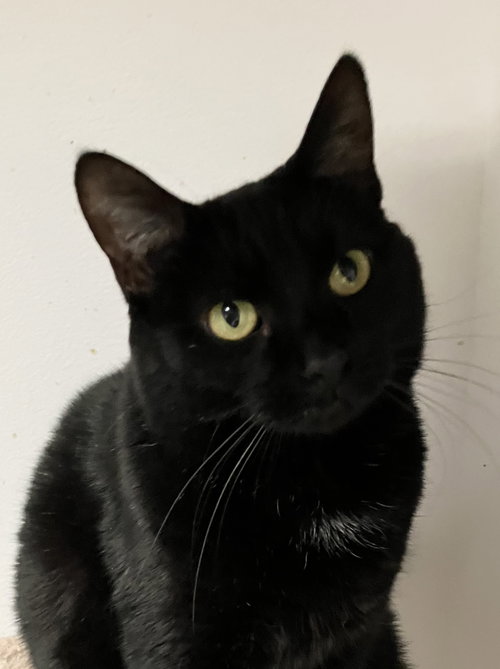 JAMO - Domestic Short Hair available for adoption