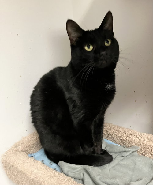 JAMO - Domestic Short Hair available for adoption