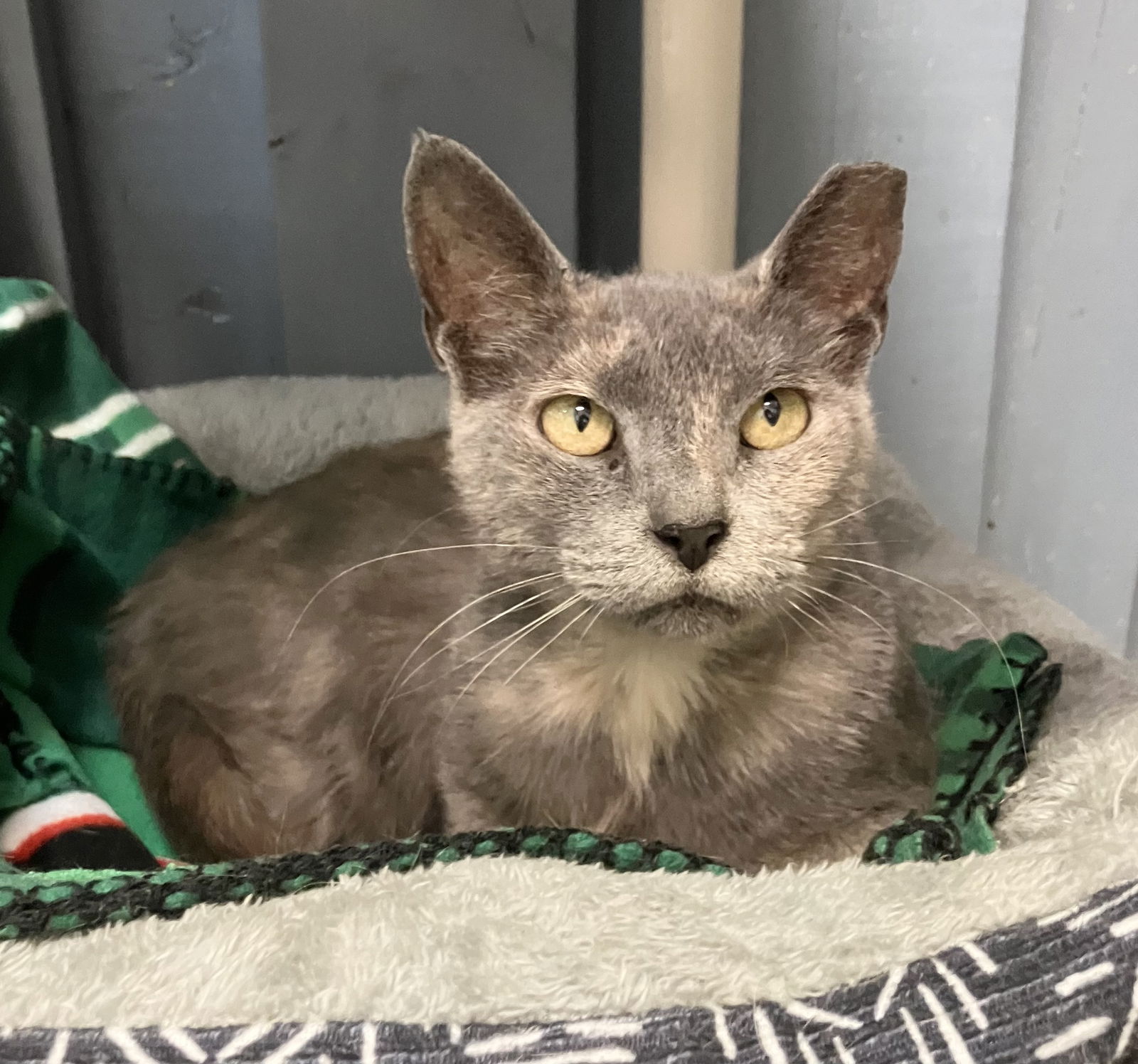 adoptable Cat in Dublin, OH named Tamira