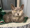adoptable Cat in dublin, OH named Tamira