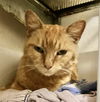 adoptable Cat in dublin, OH named Marmalade