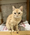 adoptable Cat in Dublin, OH named Marmalade