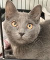 adoptable Cat in dublin, OH named Tully