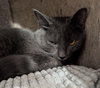 Tully - Photo 9
