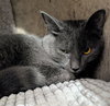 Tully - Photo 7