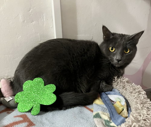 TULLY - Domestic Short Hair available for adoption