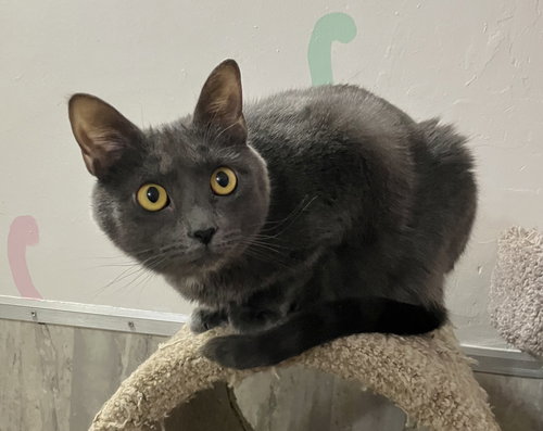 Tully, an adoptable Domestic Short Hair in Dublin, OH