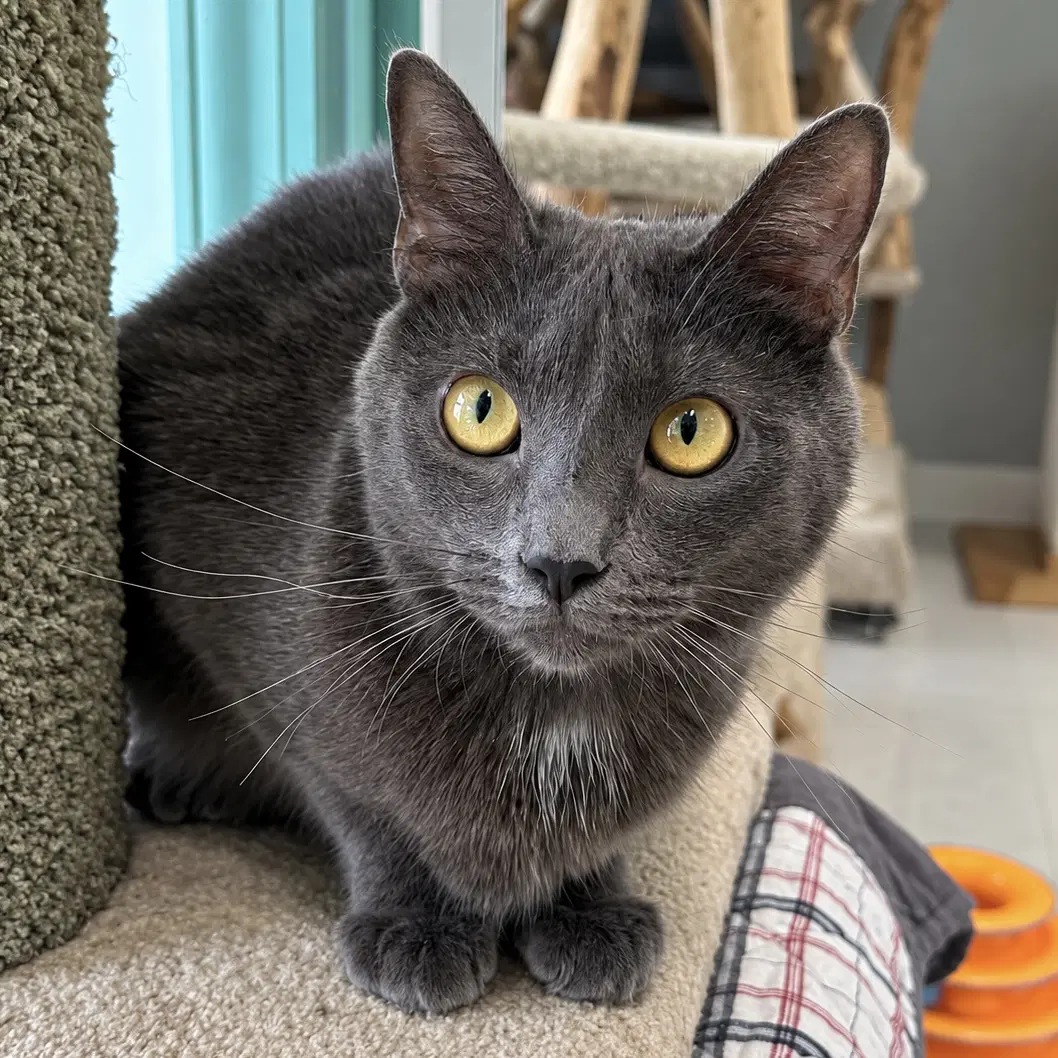 Tully - Domestic Short Hair