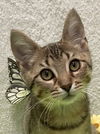 adoptable Cat in dublin, OH named Malarkey