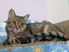 Malarkey - Photo 4