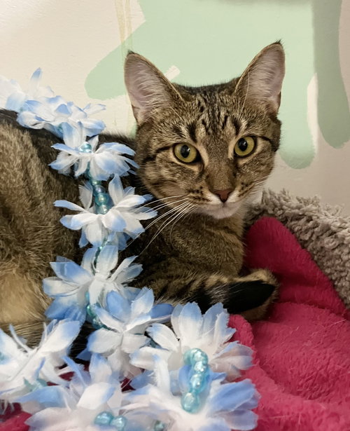MALARKEY - Tabby / Domestic Short Hair available for adoption