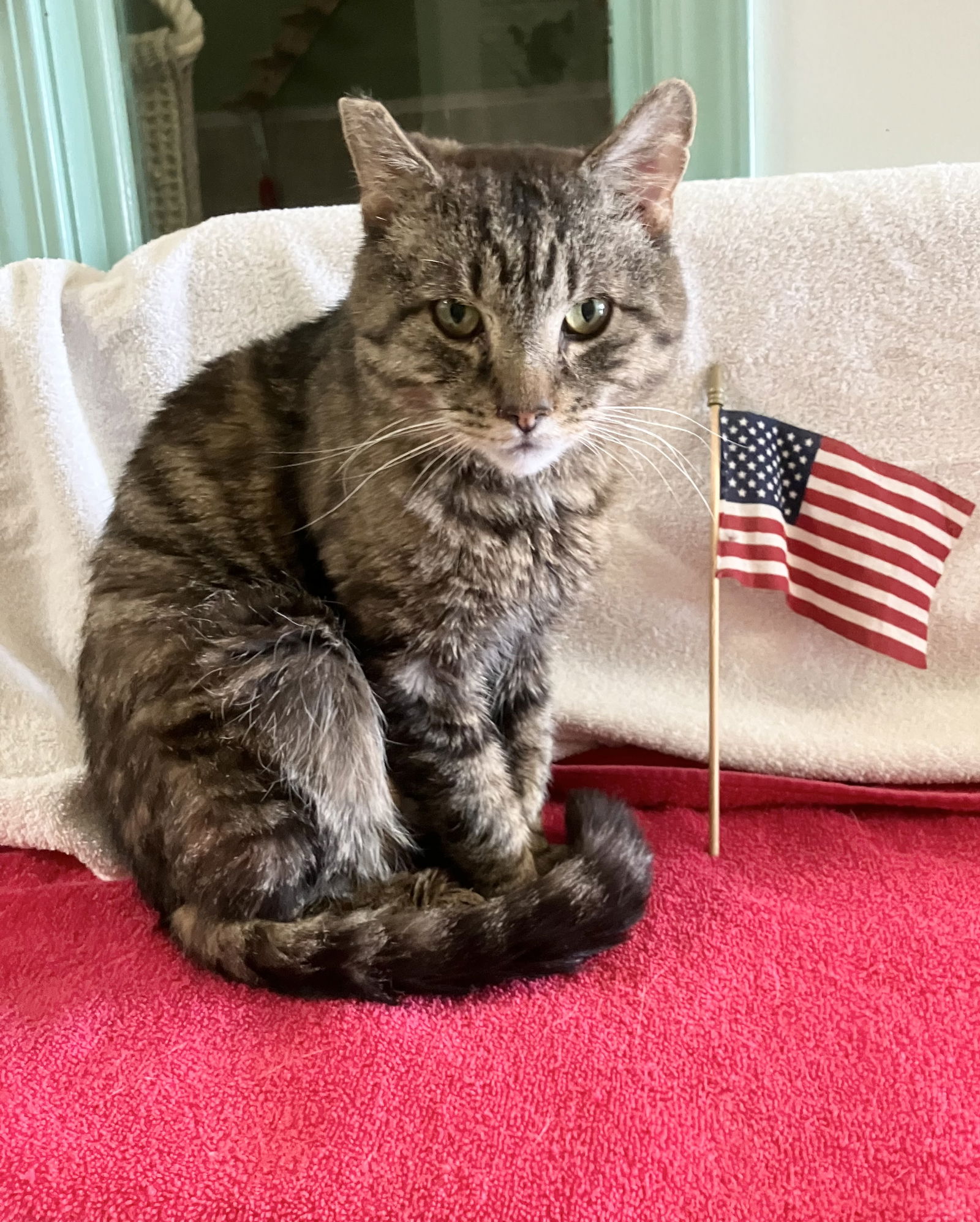 adoptable Cat in Dublin, OH named Minnesota