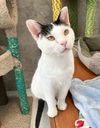 adoptable Cat in dublin, OH named Saint Shimmy