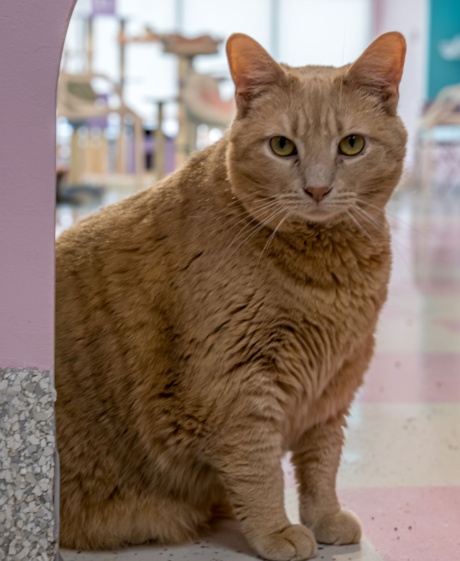 adoptable Cat in Columbus, OH named Cass - KBC