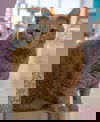 adoptable Cat in Columbus, OH named Cass - KBC