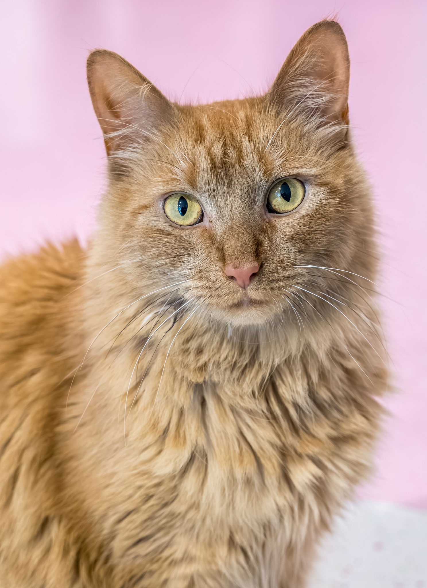adoptable Cat in Columbus, OH named Sadie Sunshine - KBC