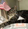 adoptable Cat in dublin, OH named Elsbeth